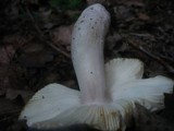 Russula violeipes image