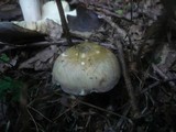 Russula violeipes image