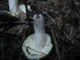 Russula violeipes image