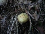 Russula violeipes image