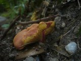 Boletus armeniacus image