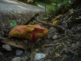 Boletus armeniacus image