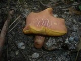 Boletus armeniacus image