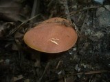 Boletus armeniacus image