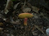 Boletus armeniacus image