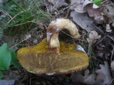 Boletus subtomentosus image