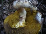 Boletus subtomentosus image