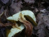 Boletus subtomentosus image