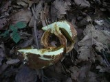 Boletus subtomentosus image