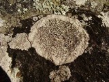 Buellia spuria image