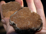 Gautieria monticola image