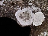 Buellia spuria image