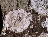 Buellia spuria image