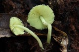 Lepiota trichroma image