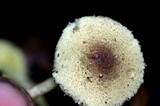Lepiota trichroma image