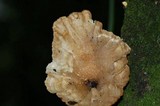 Cymatoderma caperatum image