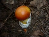 Amanita caesarea image