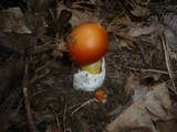 Amanita caesarea image