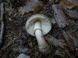 Amanita rubescens var. annulosulphurea image