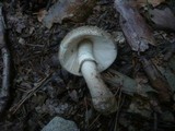 Amanita rubescens var. annulosulphurea image