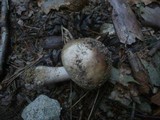 Amanita rubescens var. annulosulphurea image