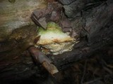 Diplomitoporus flavescens image