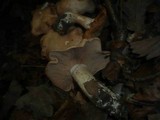Rhodocybe gemina image