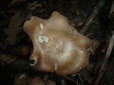Rhodocybe gemina image