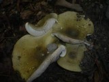 Russula heterophylla image