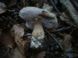 Tylopilus felleus image