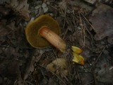 Hortiboletus engelii image
