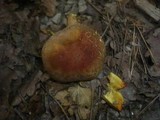 Hortiboletus engelii image