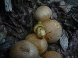 Pseudoboletus parasiticus image