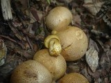 Pseudoboletus parasiticus image