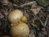 Pseudoboletus parasiticus image