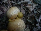 Pseudoboletus parasiticus image