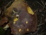 Boletus subtomentosus image
