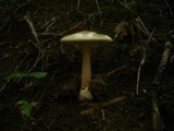 Amanita lividopallescens image