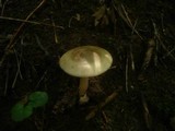 Amanita lividopallescens image