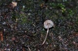 Mycena nebula image