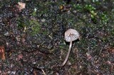 Mycena nebula image