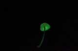 Mycena nebula image