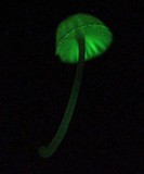 Mycena nebula image