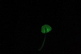 Mycena nebula image