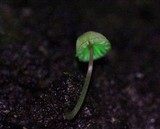 Mycena nebula image