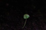 Mycena nebula image