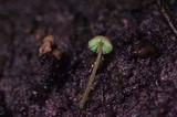 Mycena nebula image