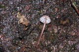 Mycena nebula image