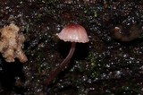 Mycena nebula image