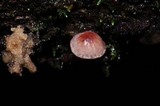 Mycena nebula image